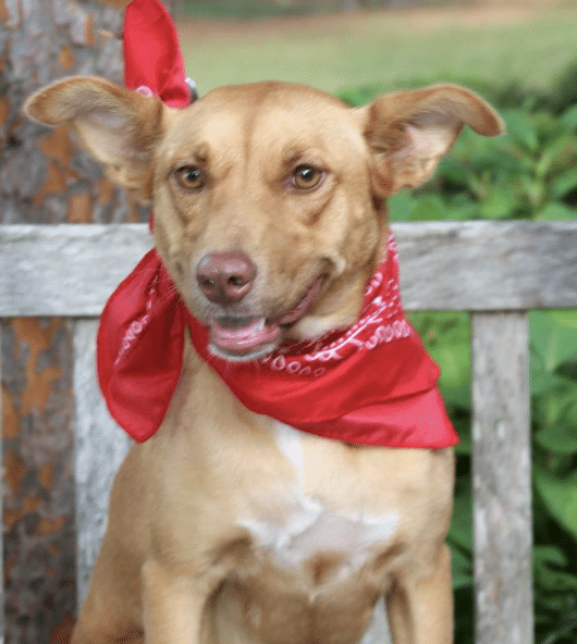 Light brown, 35 lbs female Lab mix with red bandana, for adoption at ARF in East Hampton, NY